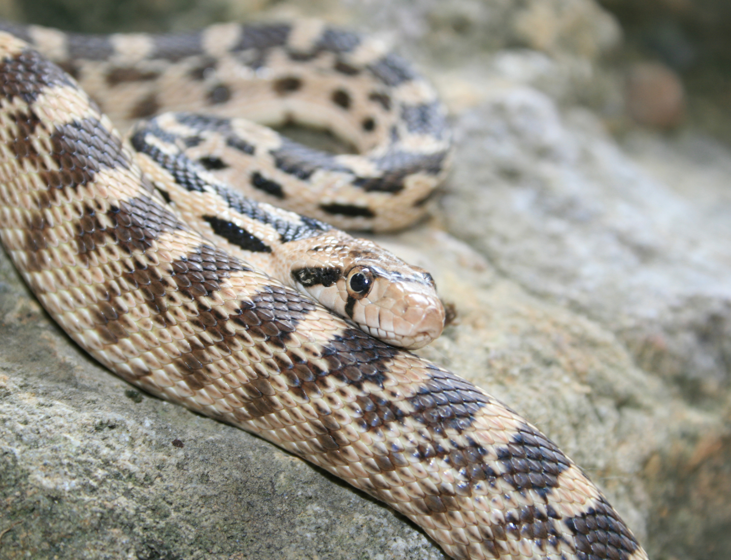 A gopher snake looks into the camera as it rests its head on part of its body.