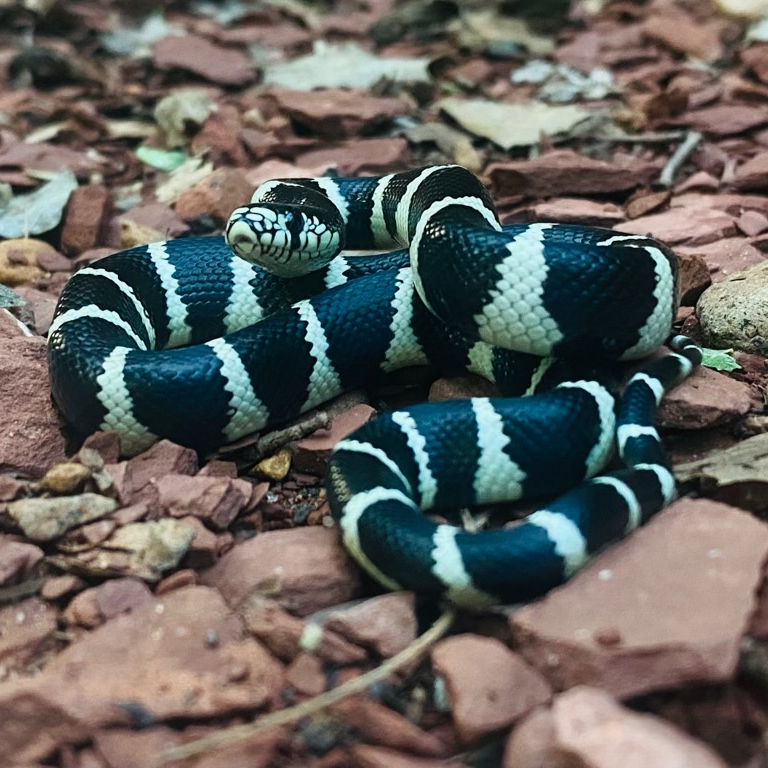A kingsnake in the rocks. The snake has black and white bands along its body.