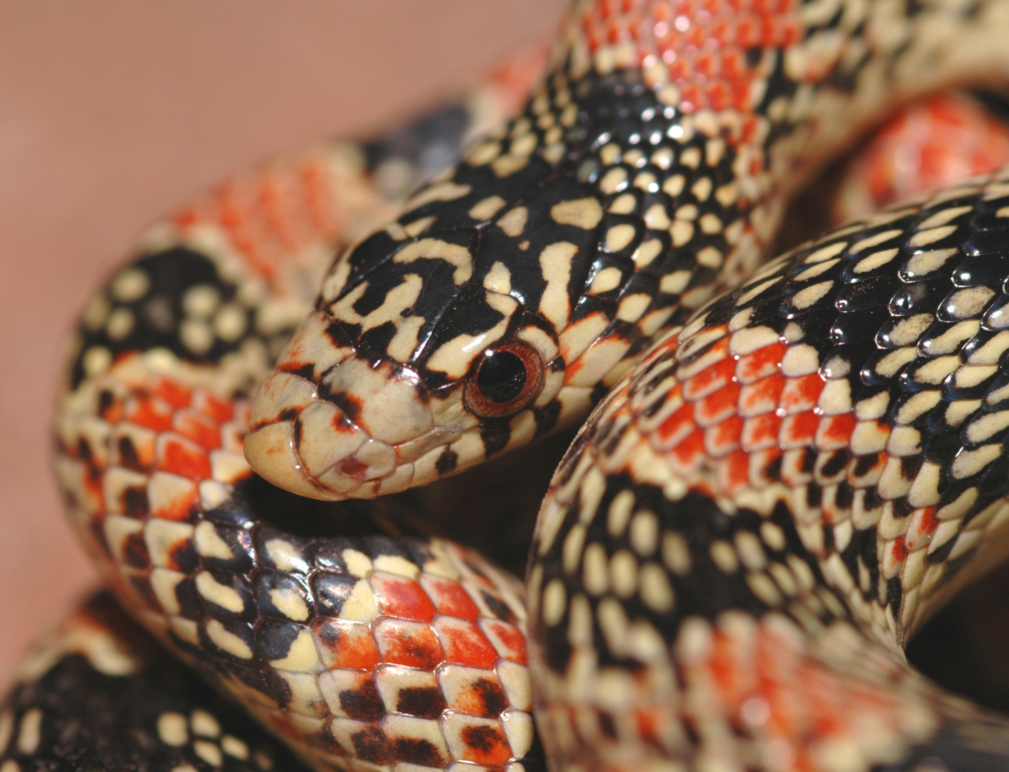 The face of a long-nosed snake, which has blotches of black, white, and red.