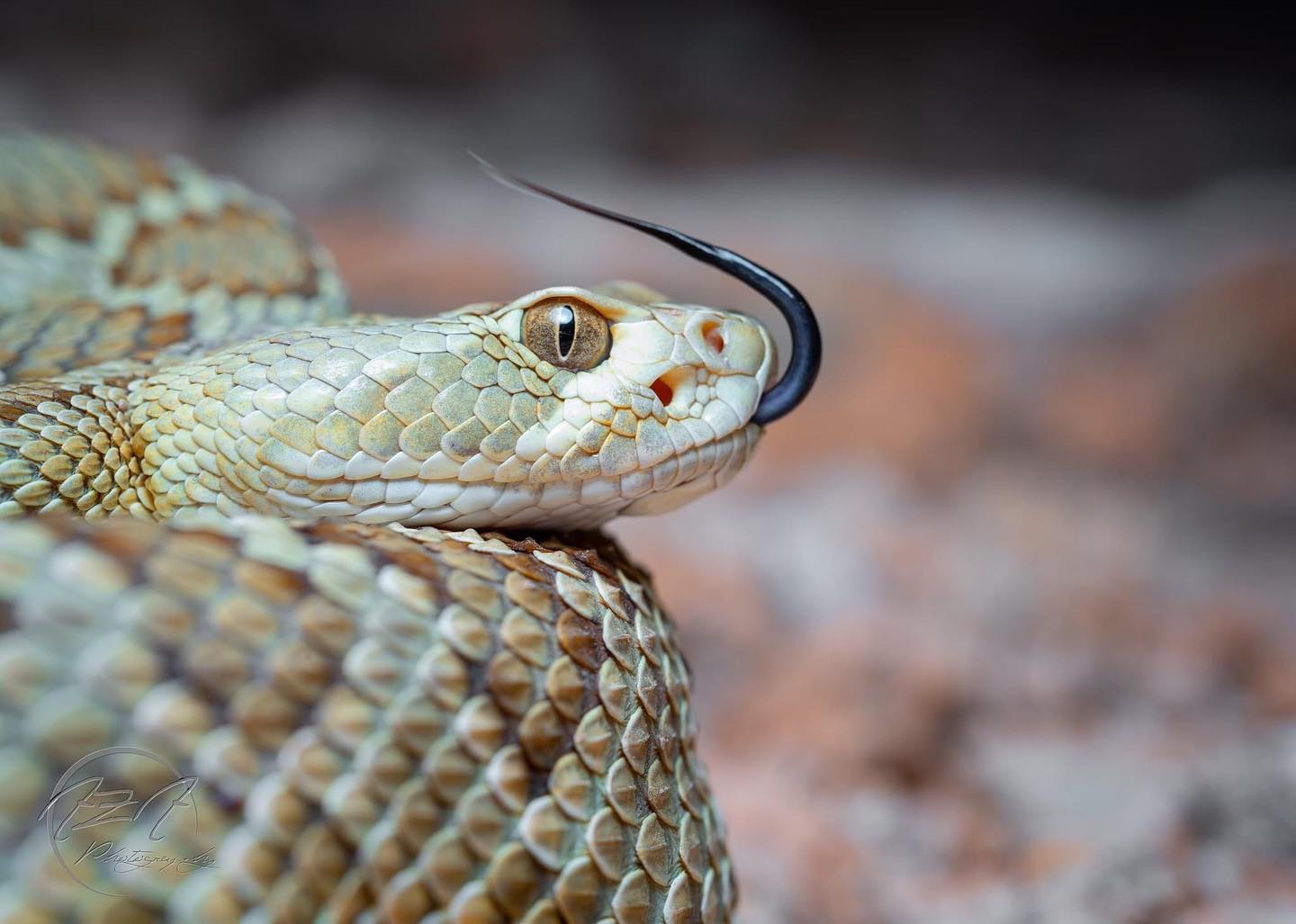 A closeup photo of the head of a mohave rattlsnake which is sticking its tongue out. The snake is cream colored with tan diamond shaked markings.