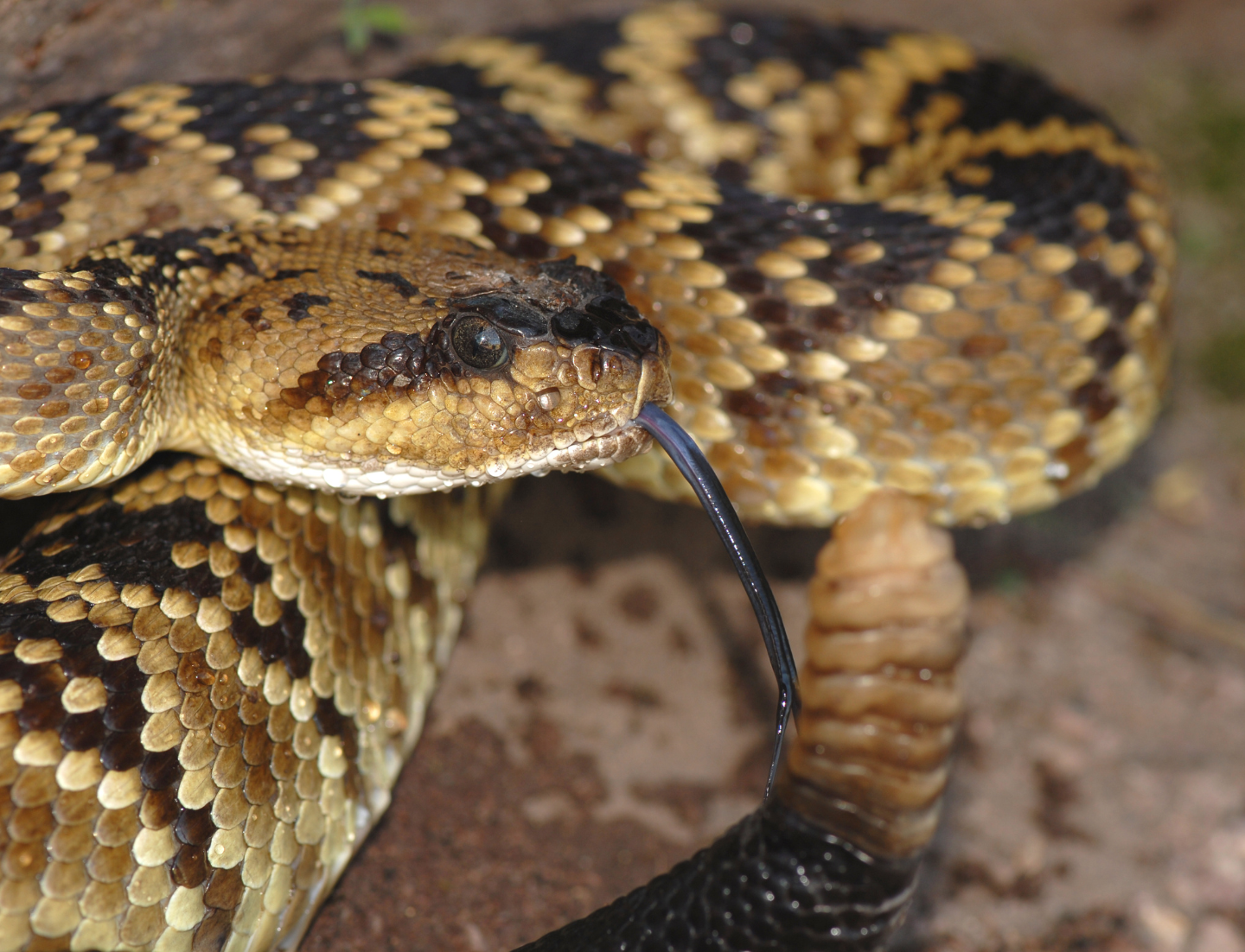 A close-up photo of the black-tailed rattlesnake in which the head with its black tongue sticking out and the rattle is visible along with the brown and olive diamond-patterned body.