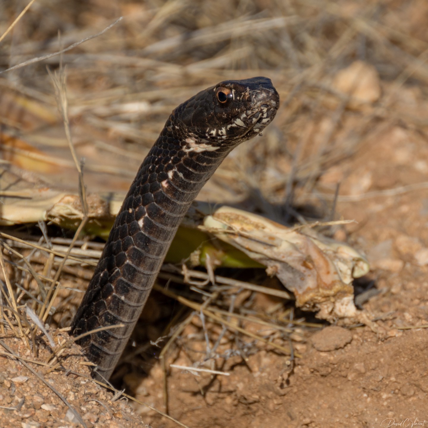 The head of a coachwhip snake, which is very dark colored, sticking up out of a hole in the ground.