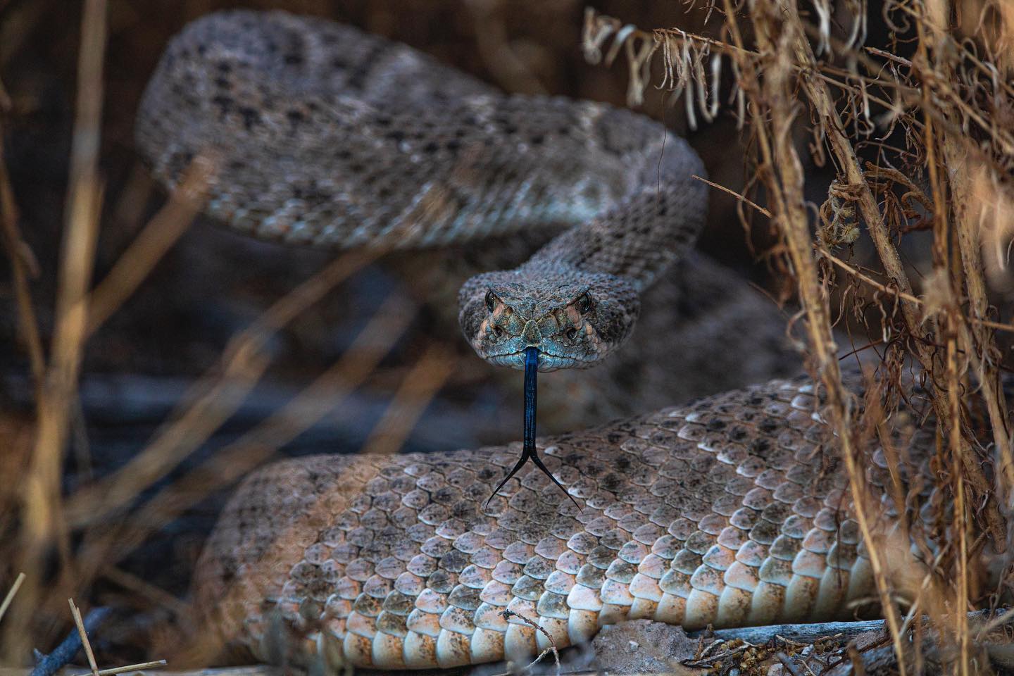 A western diamondback rattlesnake in the wild, facing the camera with tongue out