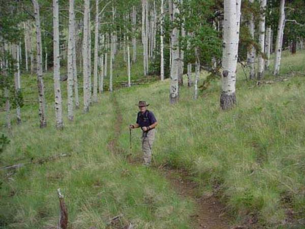Hiking in an aspen forest on a White Mountain area trail.