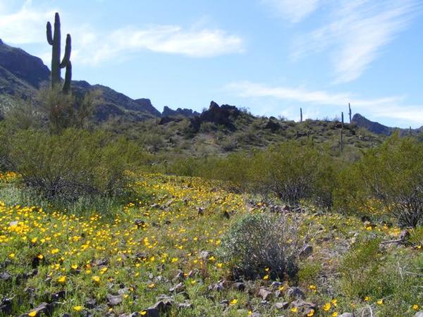 Sonoran Desert wildflowers on the Sunset Vista Trail at Picacho Peak State Park