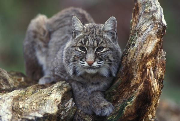 Southern Arizona Bobcat