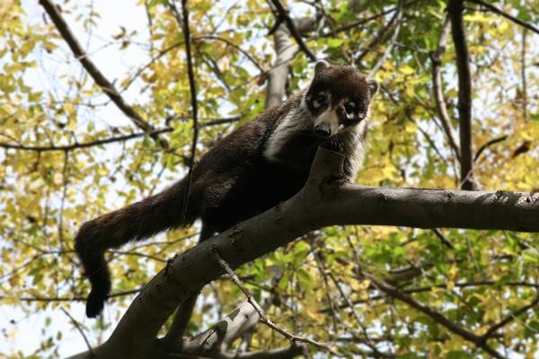 Arizona Coatimundi