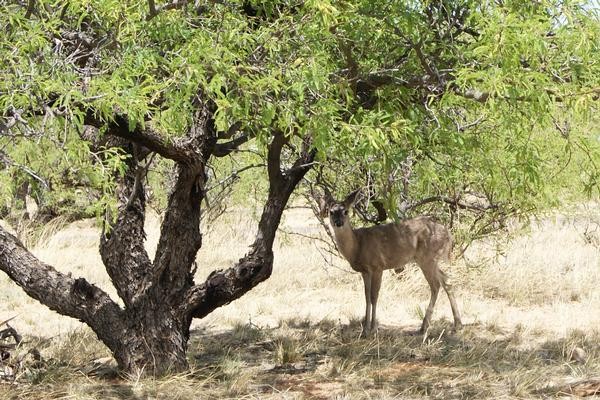 Southern Arizona Coues Whitetail Deer