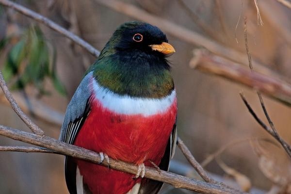 Arizona Elegant Trogon