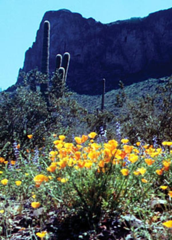 Mexican Poppies in bloom at the park.