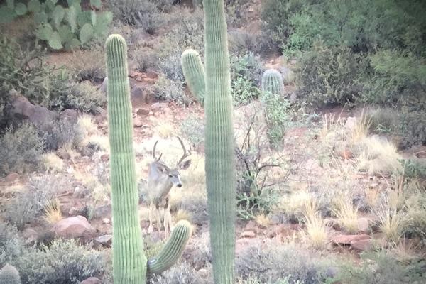 Wildlife viewing at Picacho: Arizona Desert Mule Deer