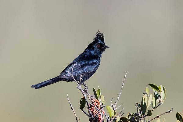 Wildlife viewing at Picacho: Southern Arizona Birds- Phainopepla