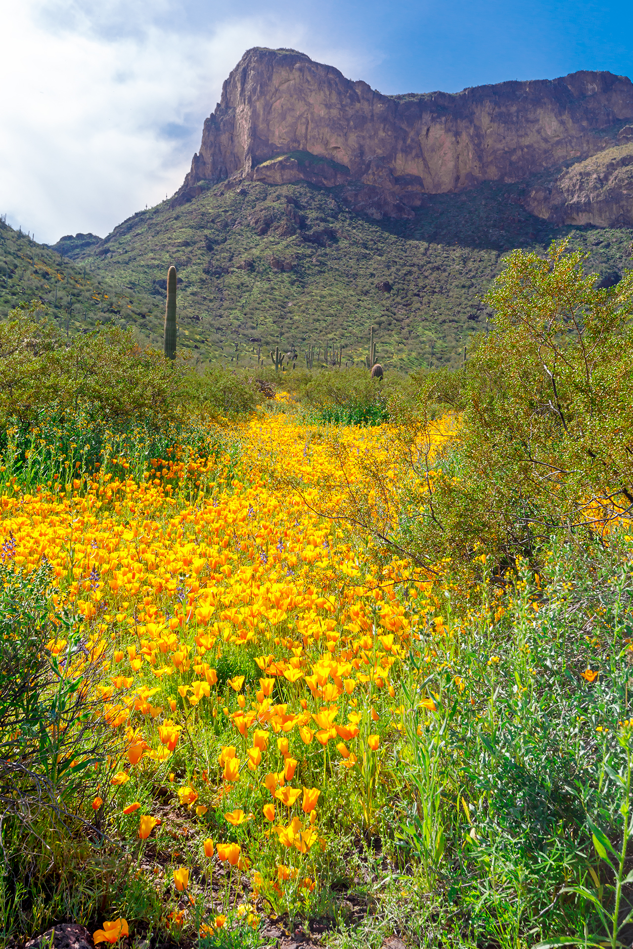 Bright yellow Mexican poppies at Picacho Peak State Park