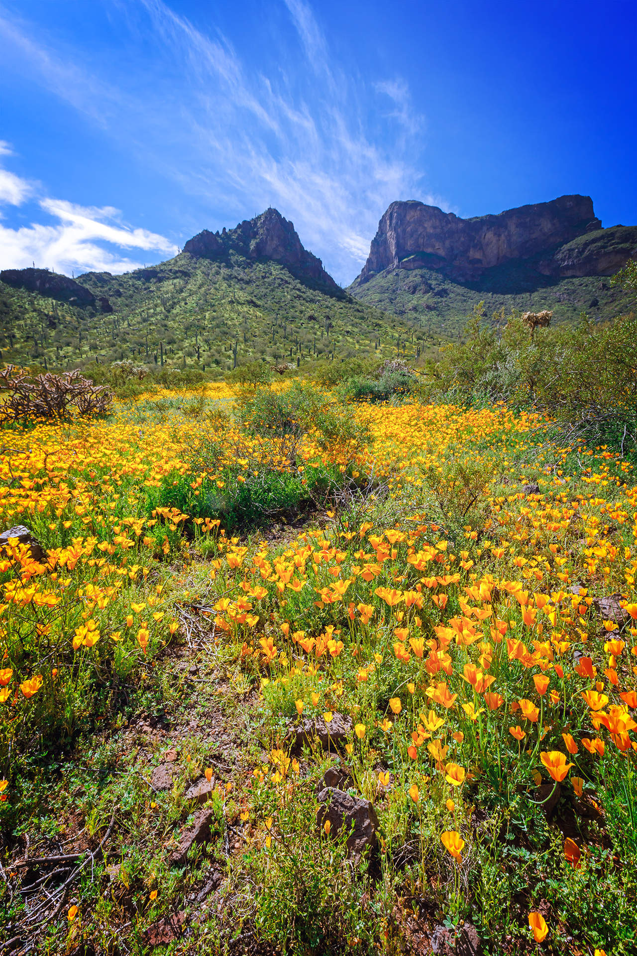 Poppies and lupine in a field with Picacho Peak in the background