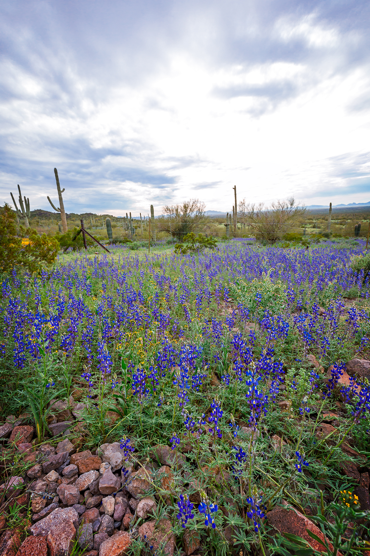 Field of Coulter's Lupine at Picacho Peak State Park