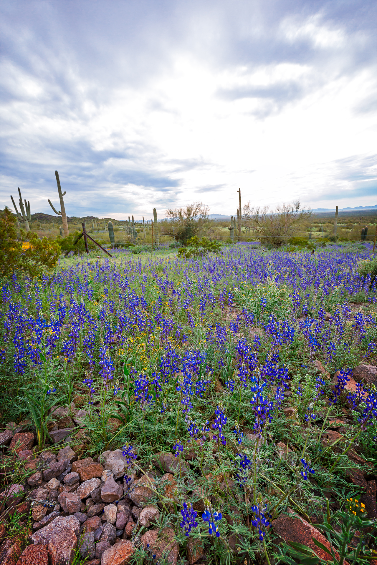 Purple field of lupines at Picacho Peak State Park