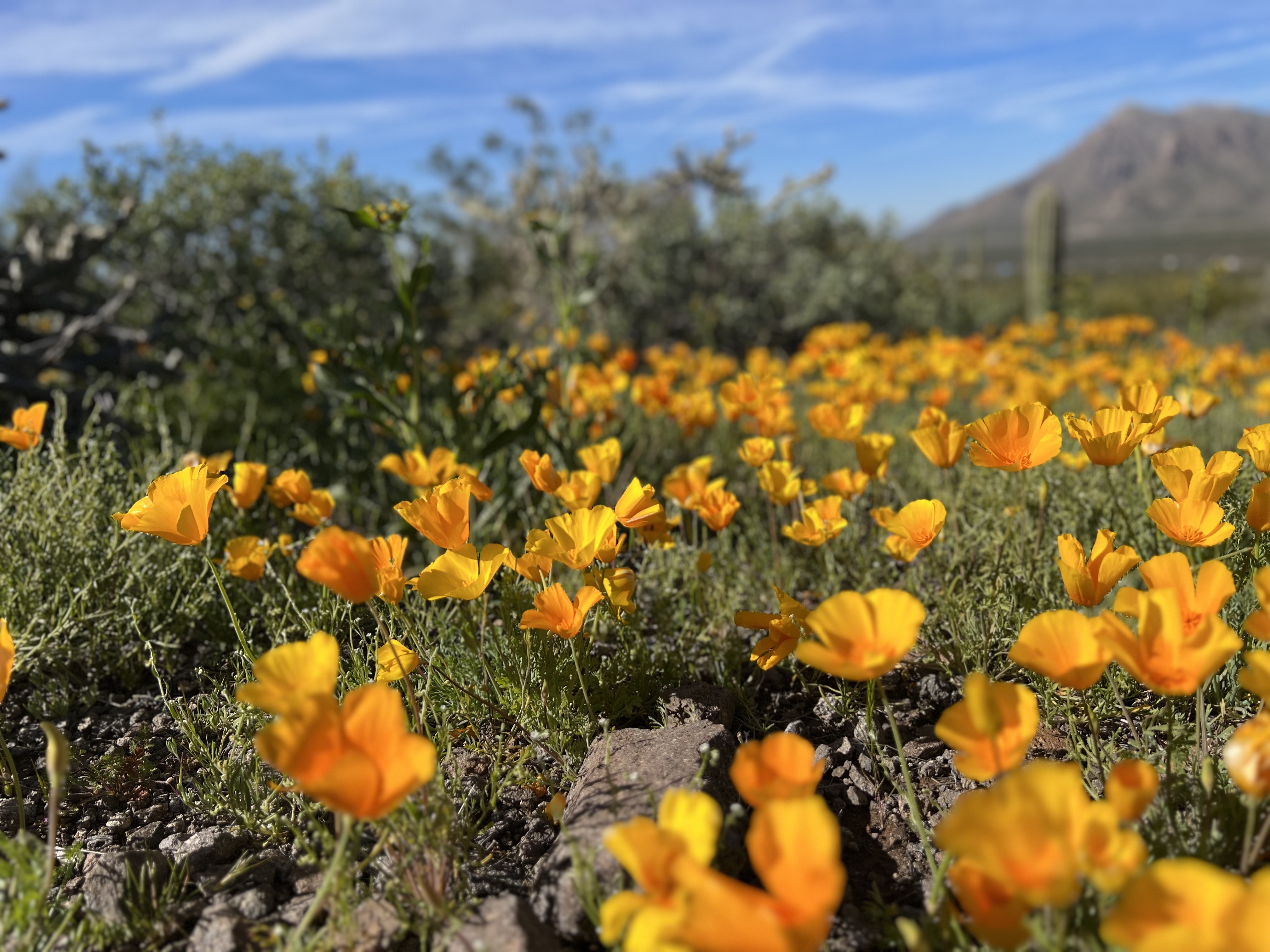 California poppies on display at Picacho Peak State Park