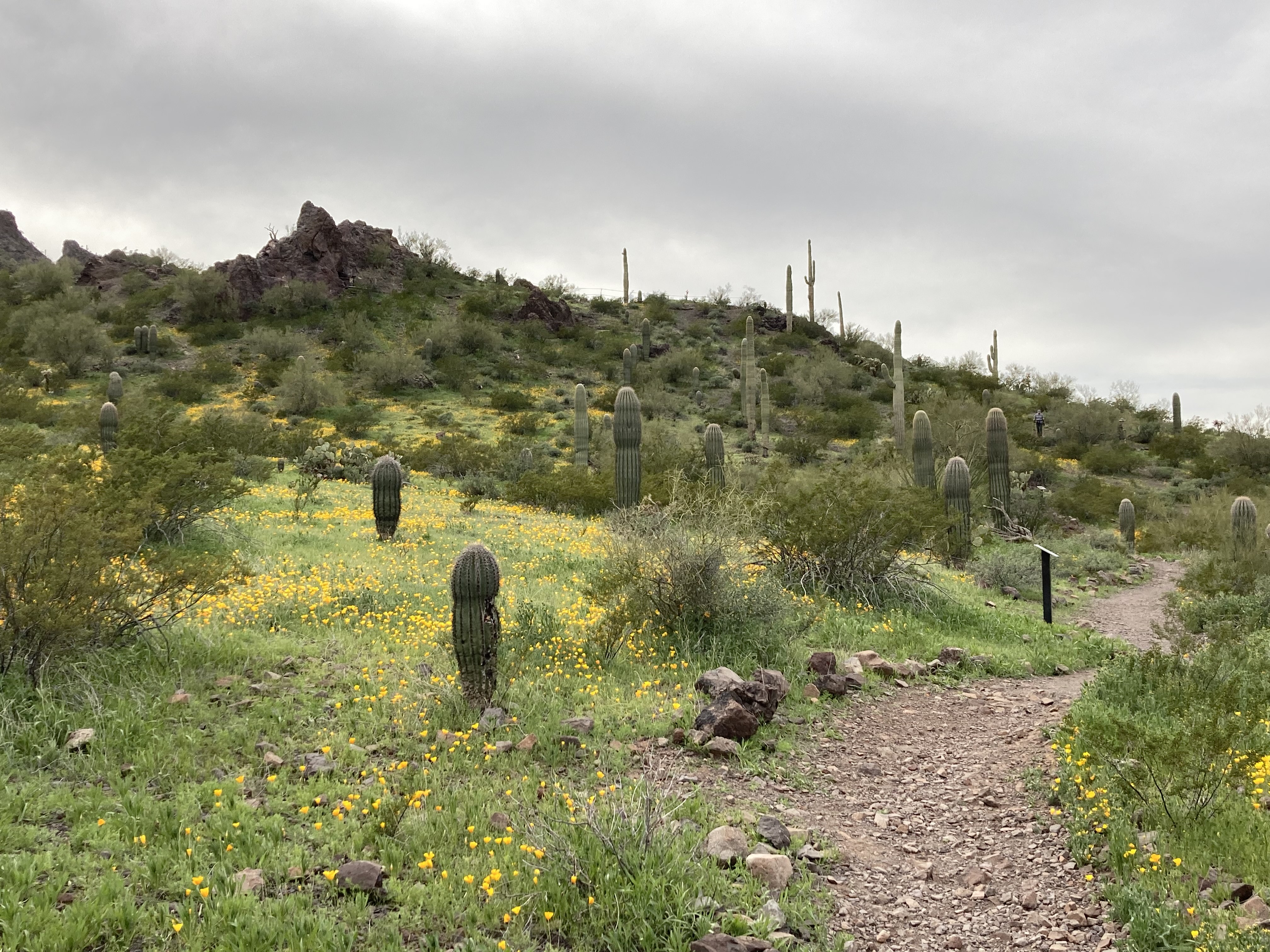 Flowers line the trails at Picacho Peak State Park