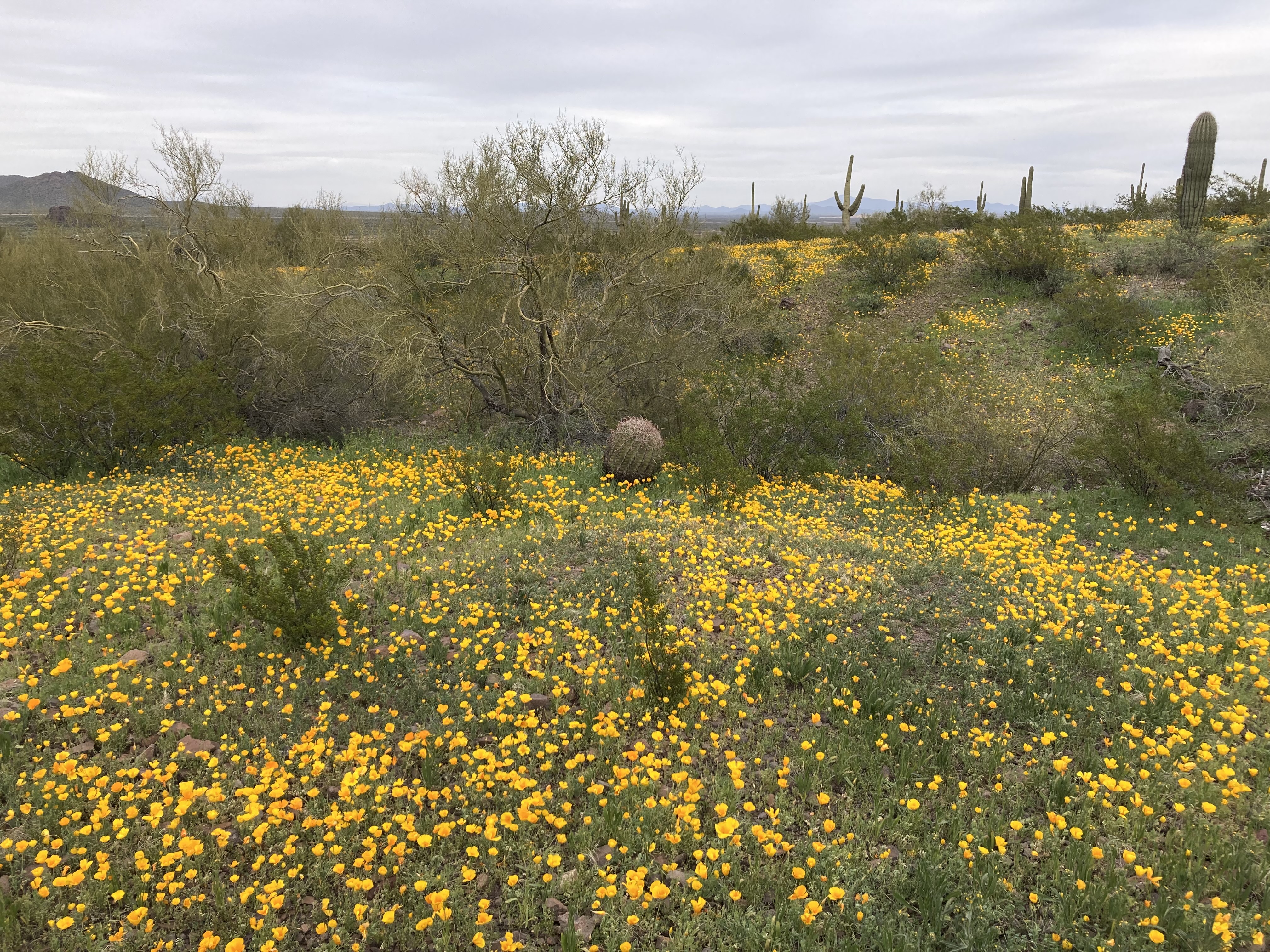 Poppies blooming in Picacho Peak State Park