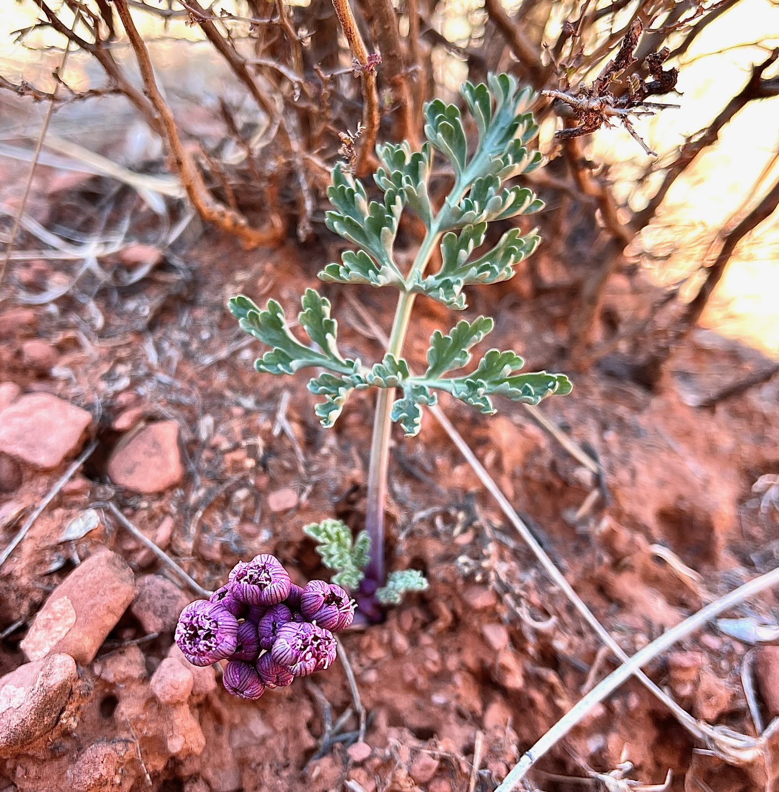 Purplenerve springparsley