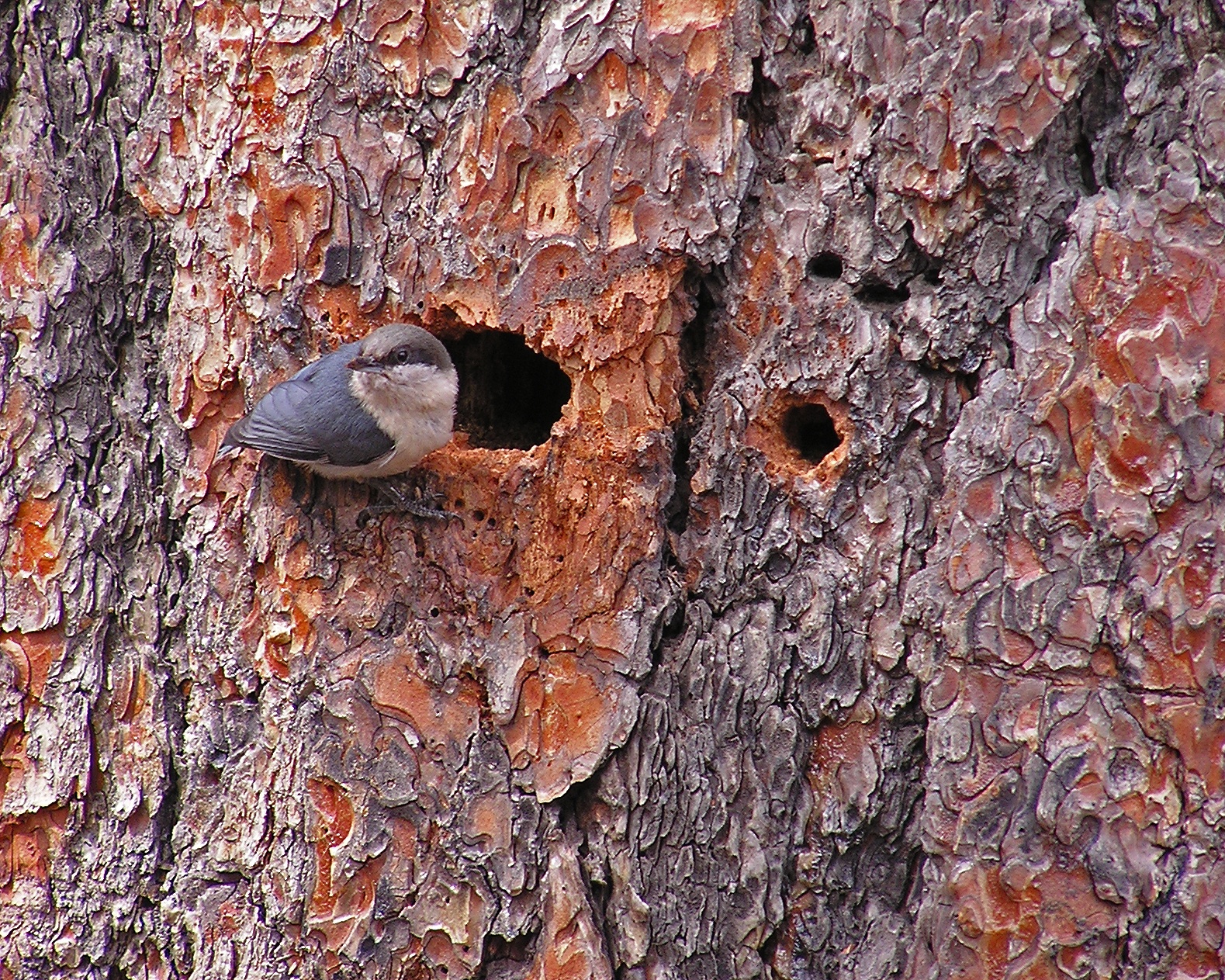 A pygmy nuthatch on a tree at Riordan Mansion