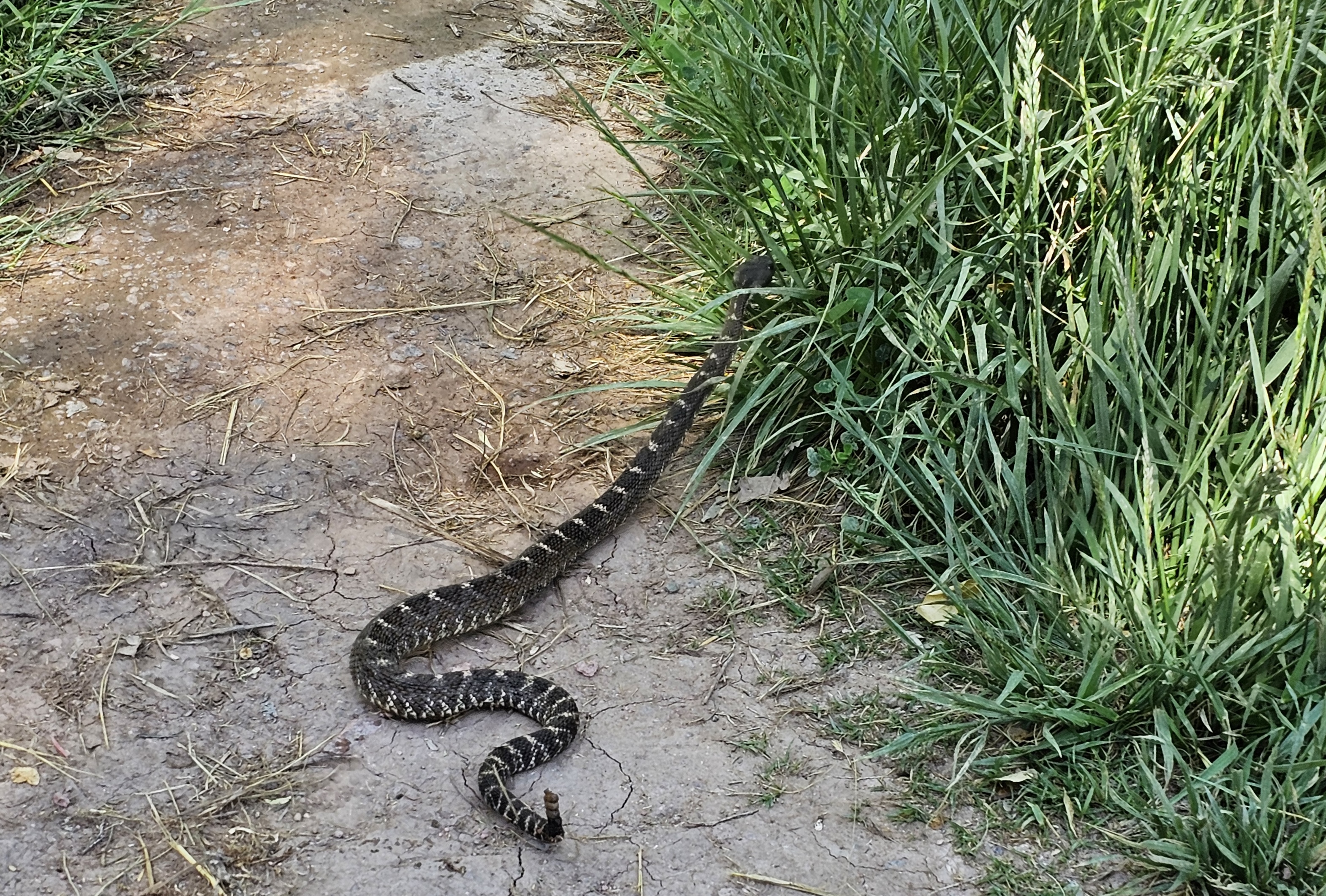 A black rattlesnake slithers into tall grass at Tonto Natural Bridge State Park