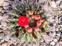 A red barrel cactus bloom at the gardens of Tubac Presidio State Historic Park