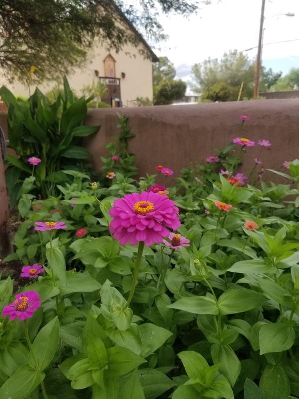 A close-up view of a bright pink zinnia with the Presidio house and museum in the background