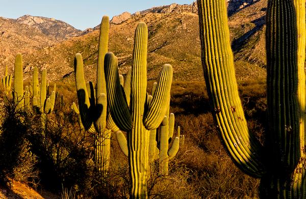 Desert Plants: Saguaros illuminated by the sun as it comes over the mountains