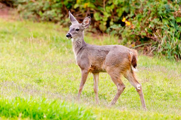 Coues Whitetail Deer in a field of green grass at Slide Rock State Park Sedona, Arizona
