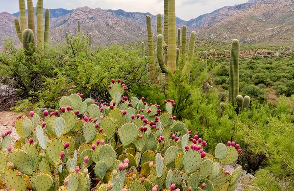 Desert Plants: Prickly Pear cactus full of ripe pink fruits.