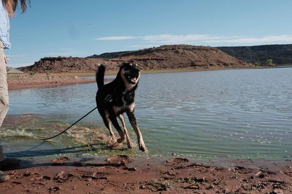 A dog runs by the water on one of Arizona's dog-friendly beaches