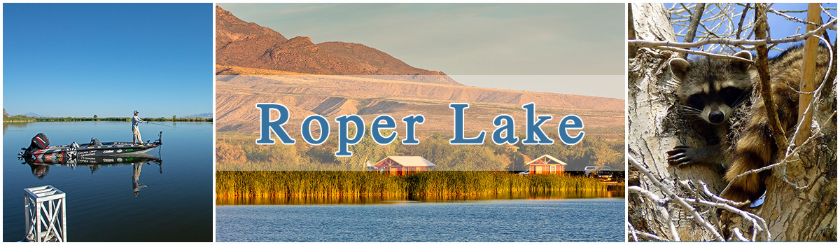 Three photo collage. Arizona Lakes- Roper Lake bass fishing, lakeside cabins, raccoon in a tree.