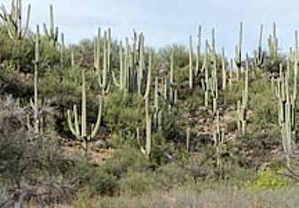 A dense stand of Arizona Saguaros