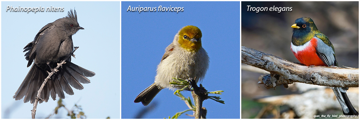 Arizona state park birding events. Three bird collage that contains a phainopepla, a verdin, and an elegant trogon.