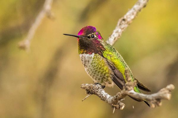 Colorful Anna's Hummingbird perched on a small limb