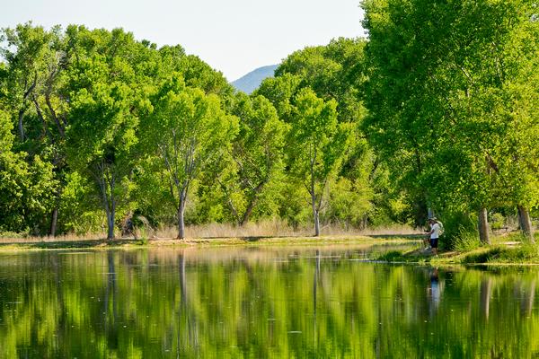 Summer camping at Dead Horse Ranch State Park is signified by the vibrant green cottonwood trees reflecting in the lagoon