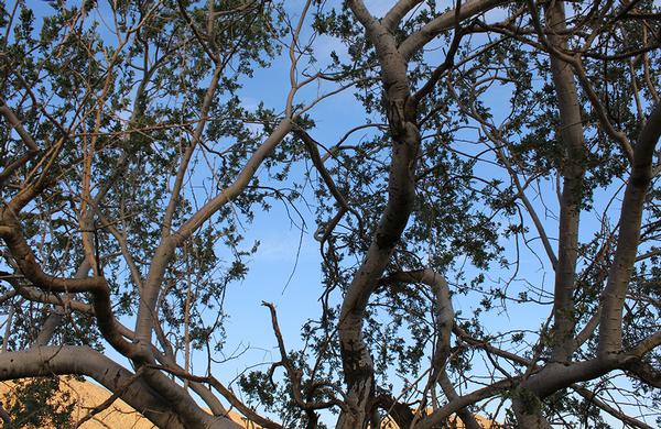 Desert Plants: Looking up through the tangled branches of an Ironwood tree