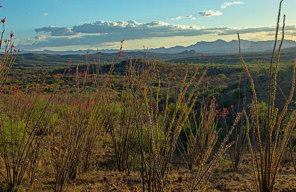 Desert Plants: A stand of Ocotillo in bloom at Sonoita Creek State Natural Area