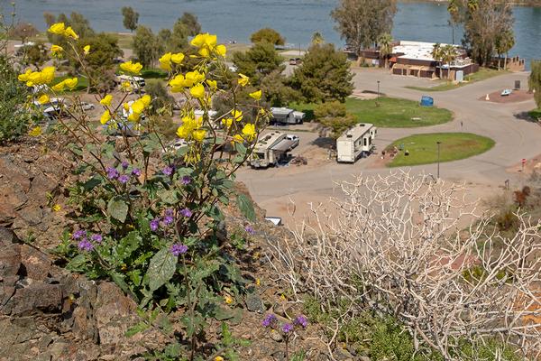 Spring wildflowers. Parker, AZ RV Parks Buckskin Mountain