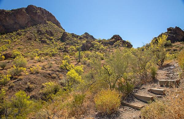 Desert Plants: Palo Verde trees in bloom at Picacho Peak State Park. 