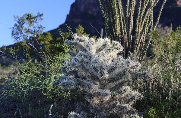 Desert Plants: Teddy Bear Cholla at Picacho Peak amid thick desert vegetation