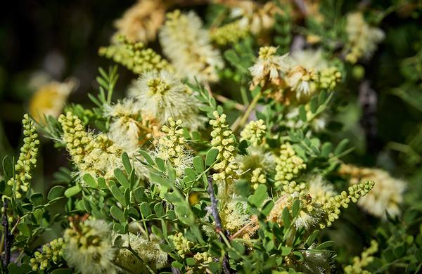 Desert Plants: CLoseup view of a Catclaw Acacia