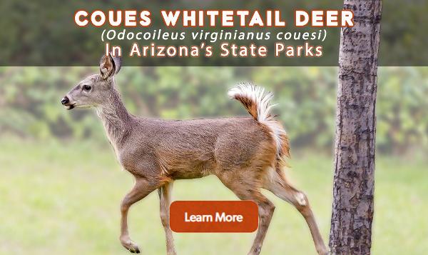 Click this image to access awesome Coues whitetail deer information in Arizona's state parks
