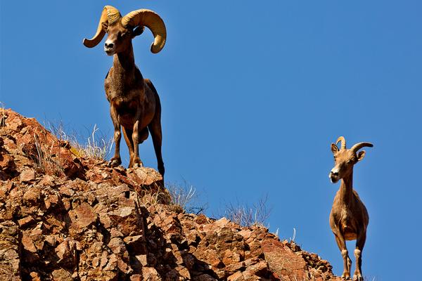 Arizona Bighorn Sheep at River Island state park skylined atop a barren rocky slope