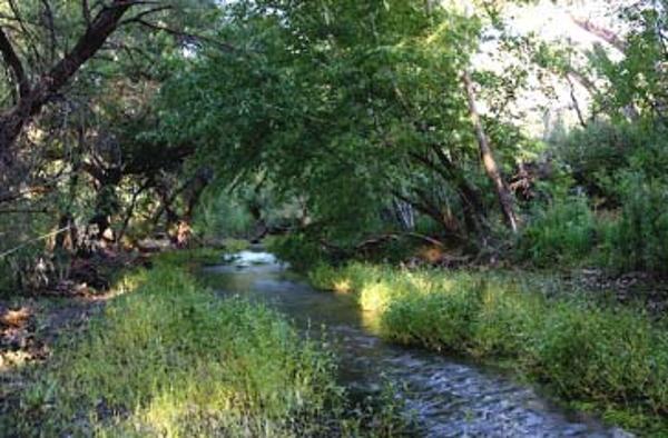 Natural Areas Program Advisory Committee- NAPAC Dense riparian vegetation of the Sonoita Creek State Natural Area