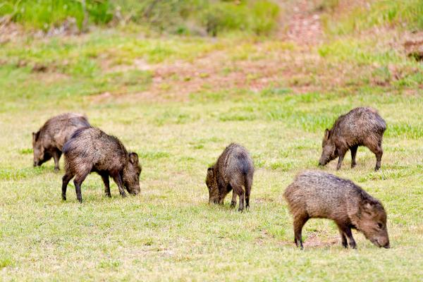 A herd of javelina graze on green grass at Slide Rock State Park. Sedona, Arizona