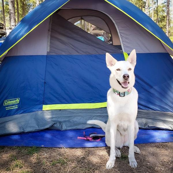 A white shepherd dog sits outside a tent at a dog-friendly camping park