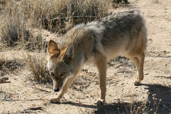 Coyote at River Island state park hunting for its next meal.