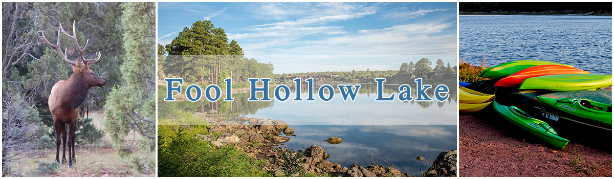 Three photo collage. Arizona Lakes- Fool Hollow lake bull elk, wide view of Fool Hollow Lake, kayaks stacked on the shore.